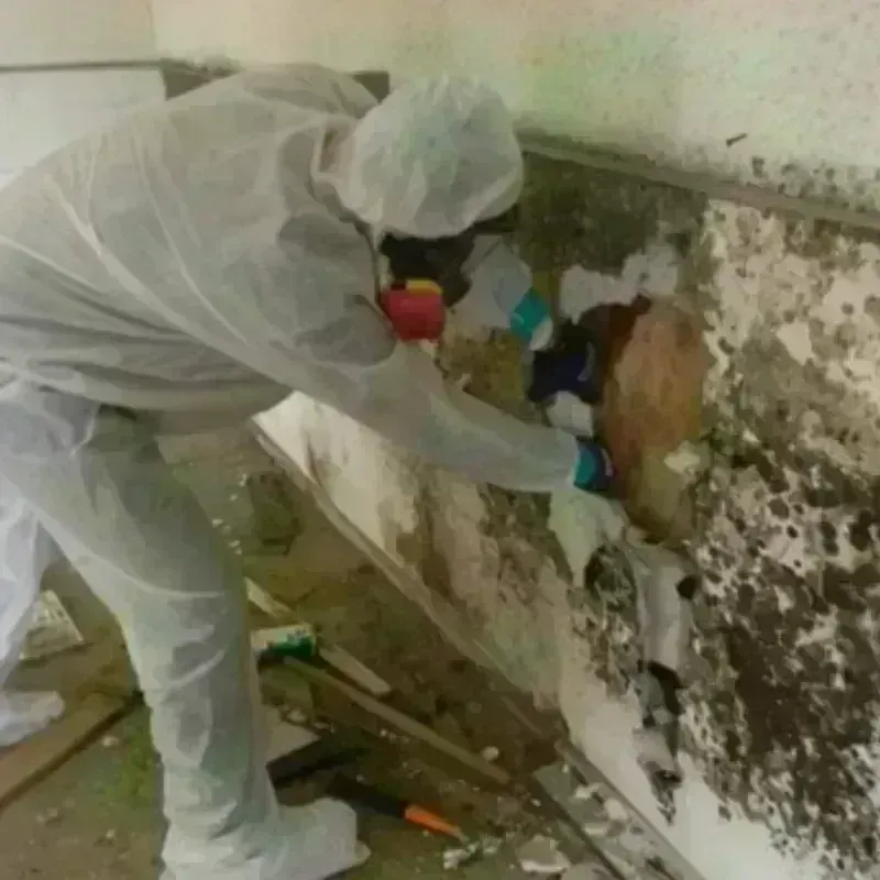 Mold Remediation and Removal in San Mateo, CA